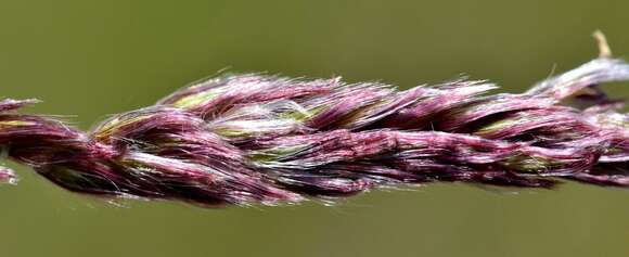 Image of Digitaria tricholaenoides Stapf