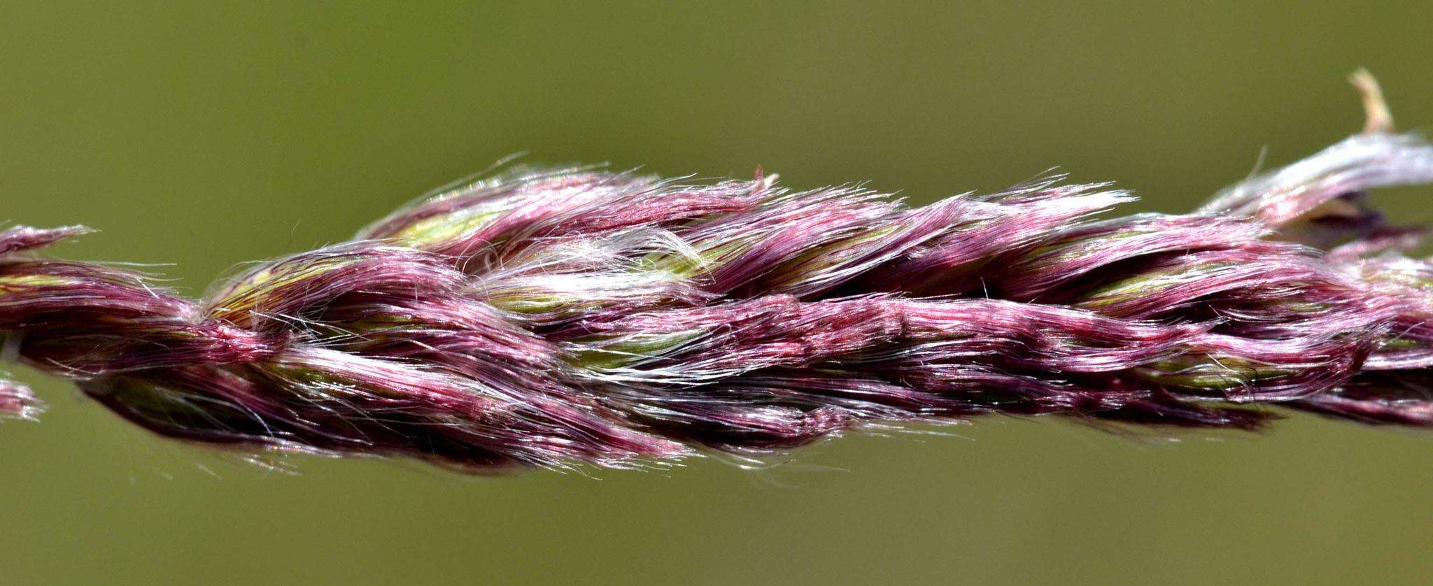 Image of Digitaria tricholaenoides Stapf