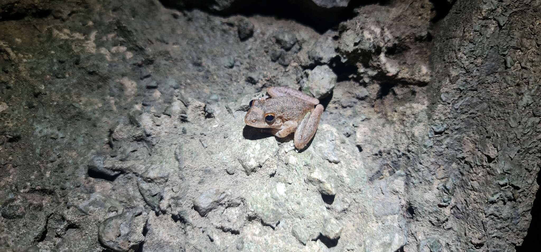 Image of Copland’s Rock Frog