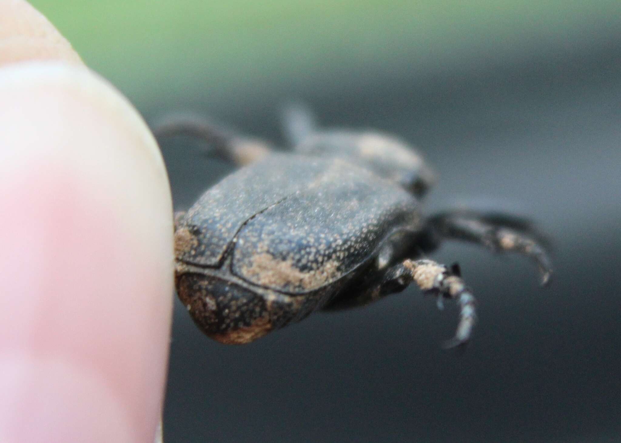 Image de Cremastocheilus (Macropodina) crinitus Le Conte 1874