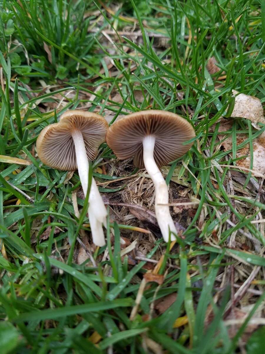 Image de Psathyrella albescens Hesler & A. H. Sm. 1972