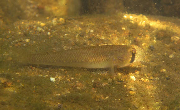 Plancia ëd Stenogobius genivittatus (Valenciennes 1837)