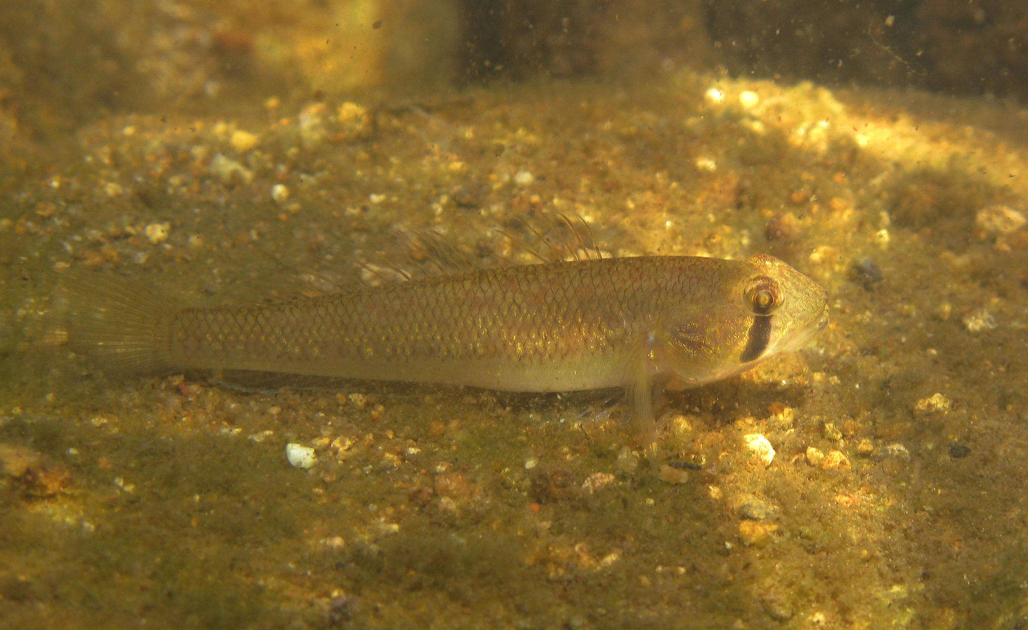 Image of Chin-band goby