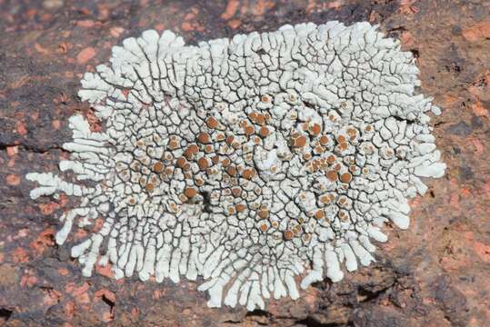 Image of <i>Usnochroma carphineum</i> (Fr.) Søchting, Arup & Frödén 2013