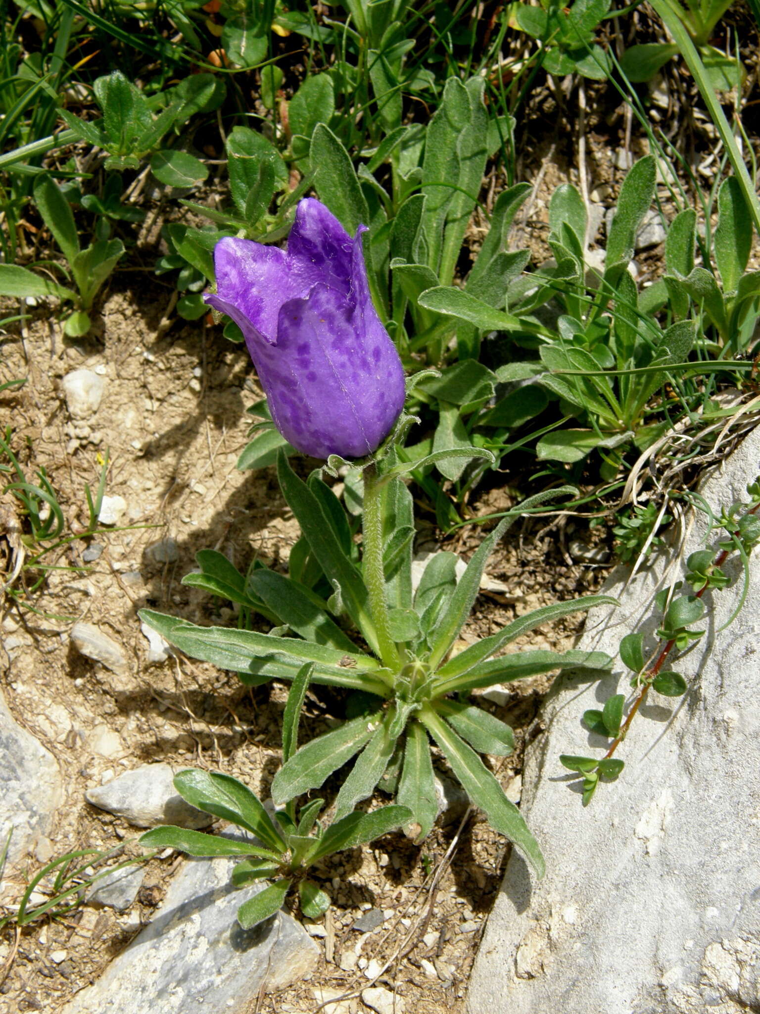 Image of Provence Bellflower