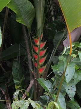 Heliconia wagneriana Petersen的圖片