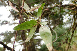 Imagem de Akebia trifoliata subsp. australis (Diels) Shimizu