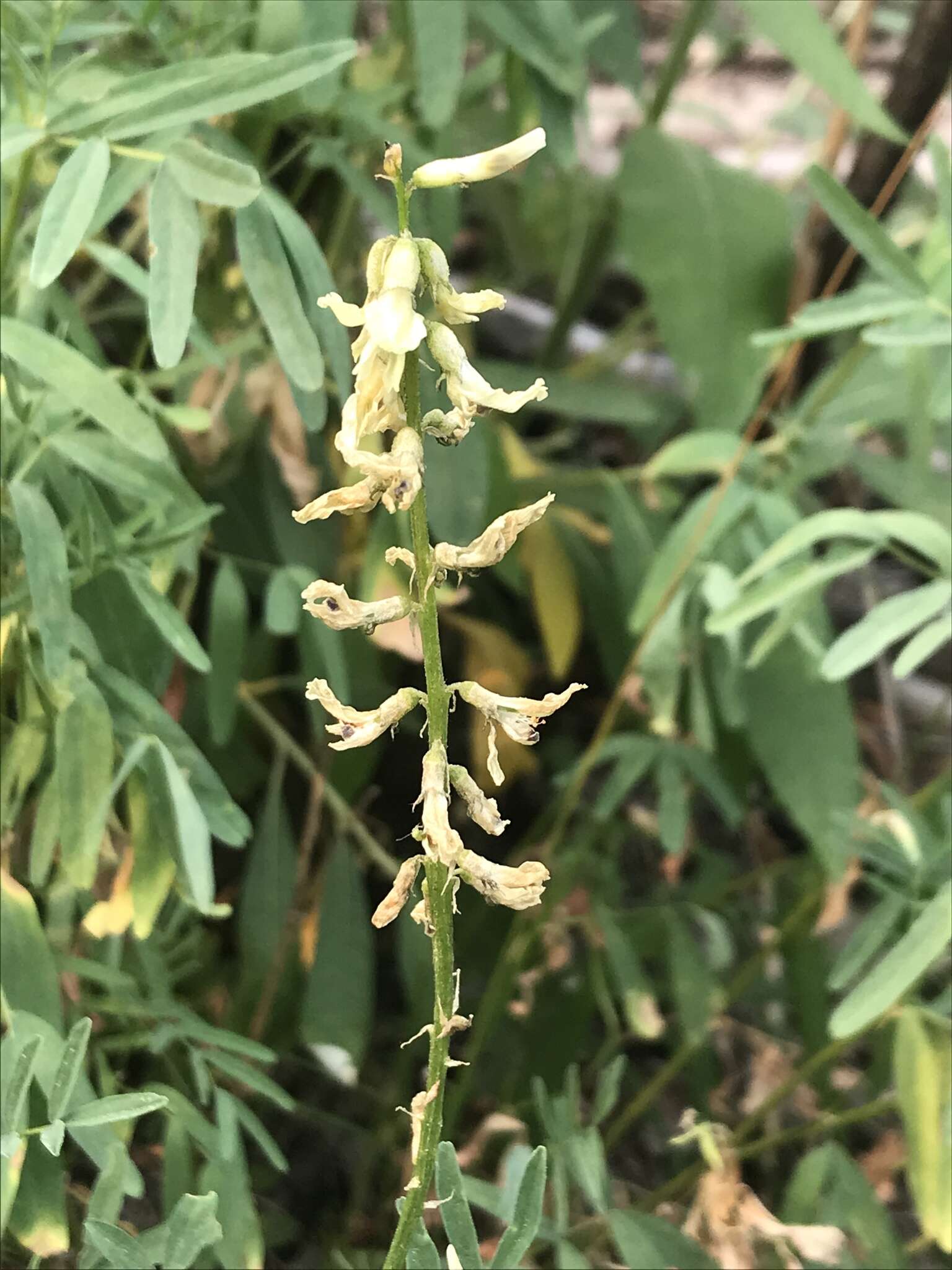 Plancia ëd Astragalus williamsii Rydb.