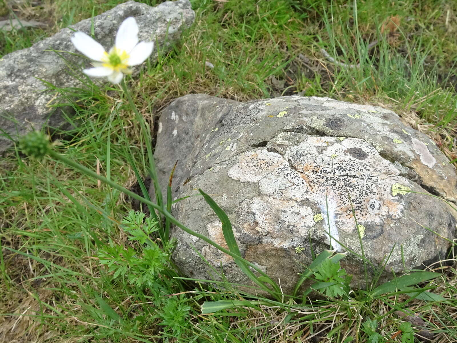 Image of Ranunculus pyrenaeus L.