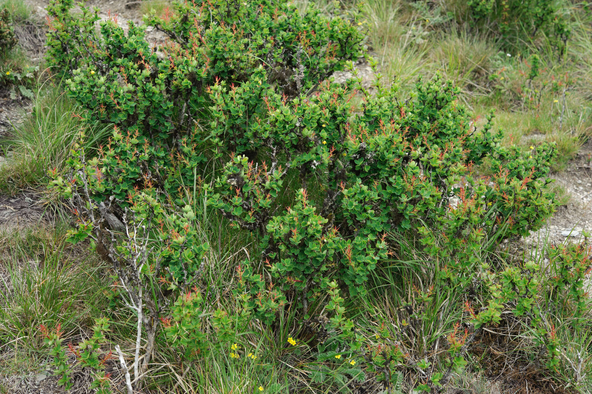 Imagem de Berberis morrisonensis Hayata