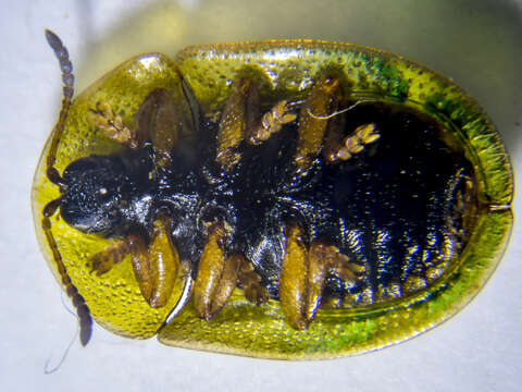 Image of Cassida (Cassida) denticollis Suffrian 1844