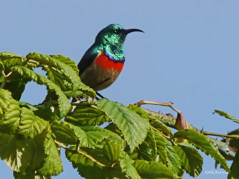 Image of Eastern Double-collared Sunbird