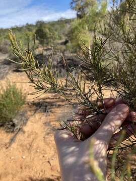 Image of Allocasuarina campestris (Diels) L. Johnson