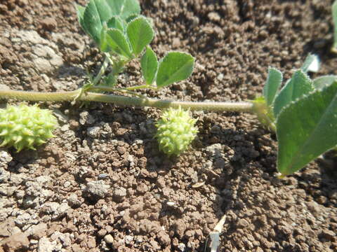 Image of Medicago doliata Carmign.