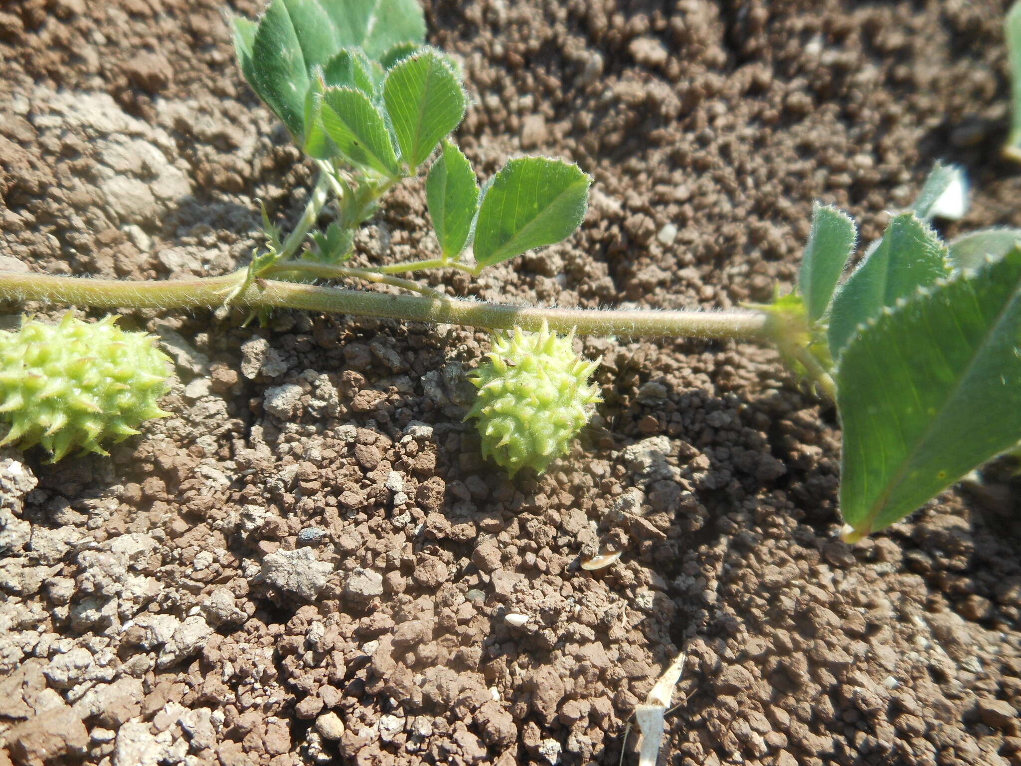 Image de Medicago doliata Carmign.