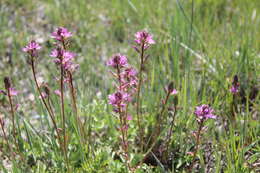 Image of birdfoot checkerbloom