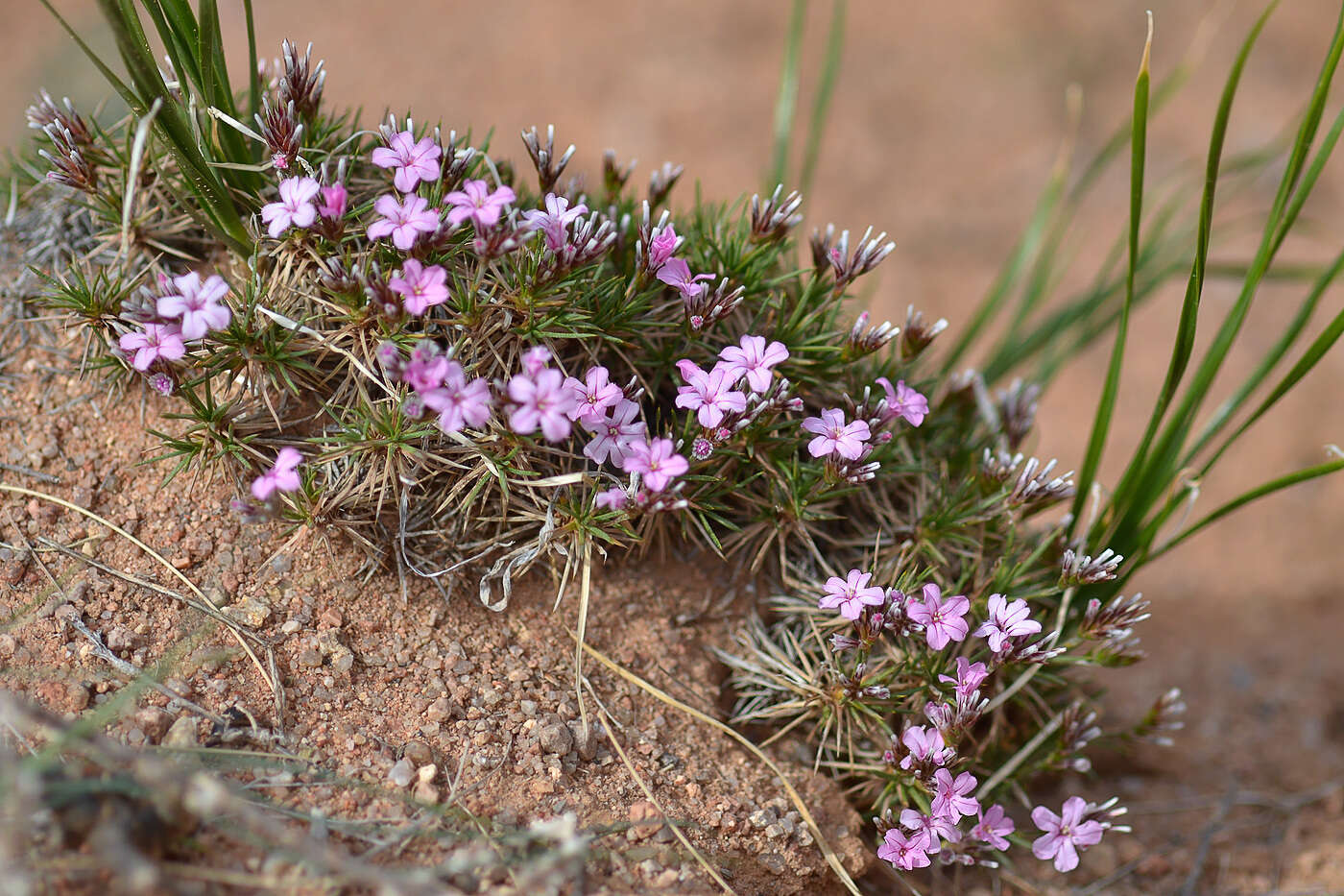 Image of Acantholimon alatavicum Bunge