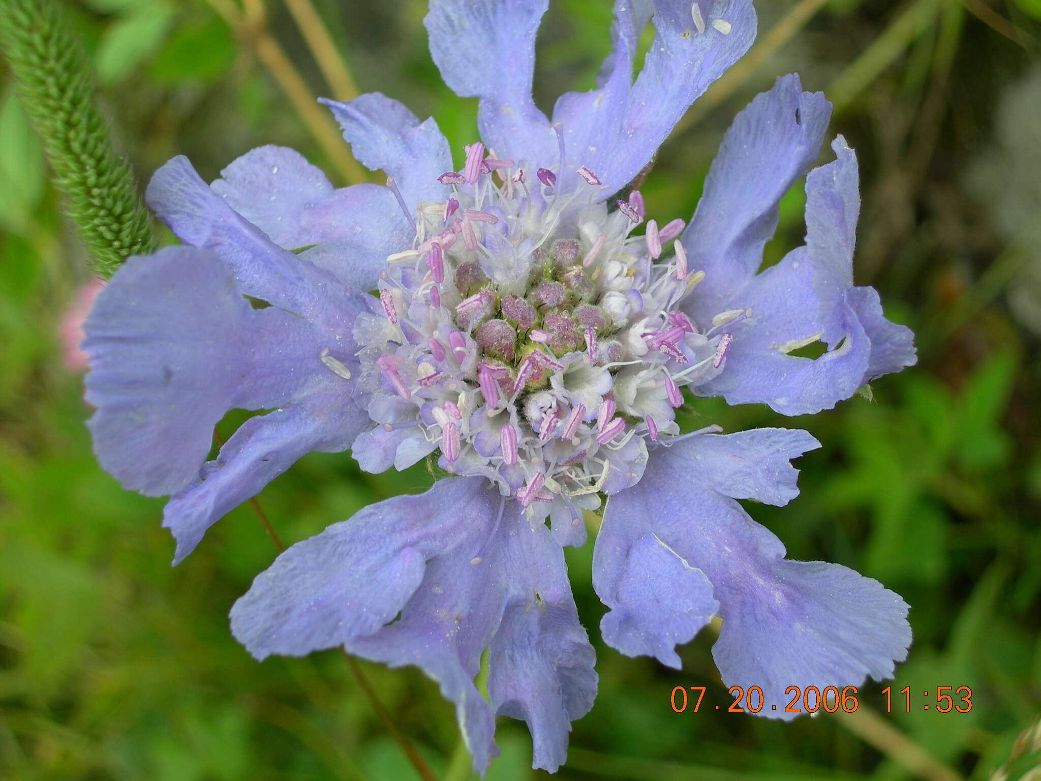 Image of Pincushion-flower