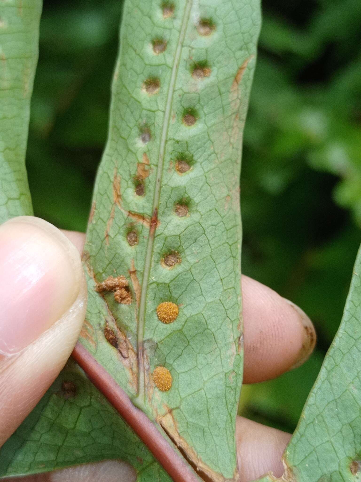 Image de Aglaomorpha pleuridioides (Mett.) Hovenkamp & S. Linds.