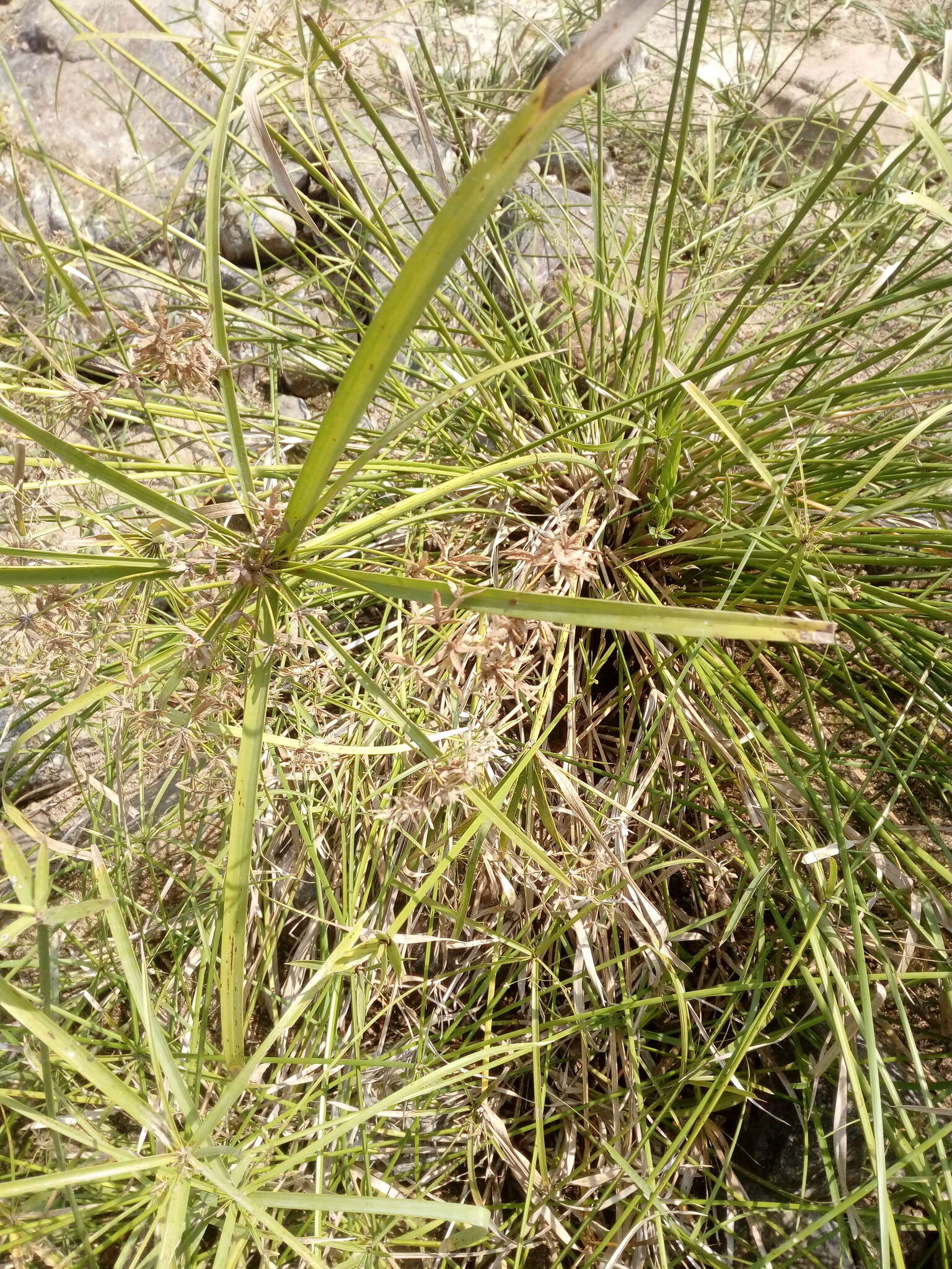 Слика од Cyperus hermaphroditus (Jacq.) Standl.