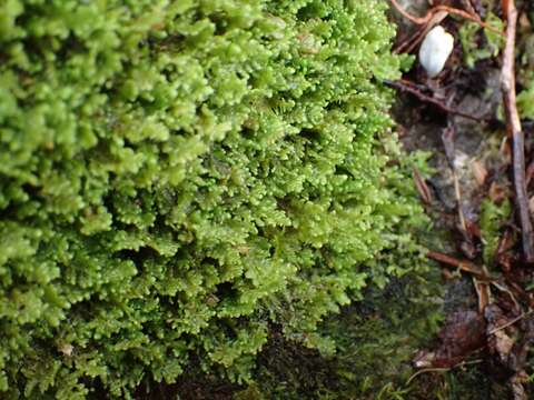 Image of Radula auriculata Steph.