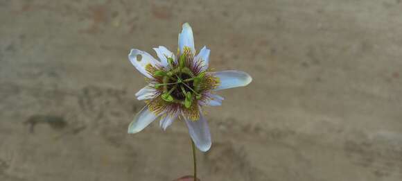 Image de Passiflora bicornis Mill.