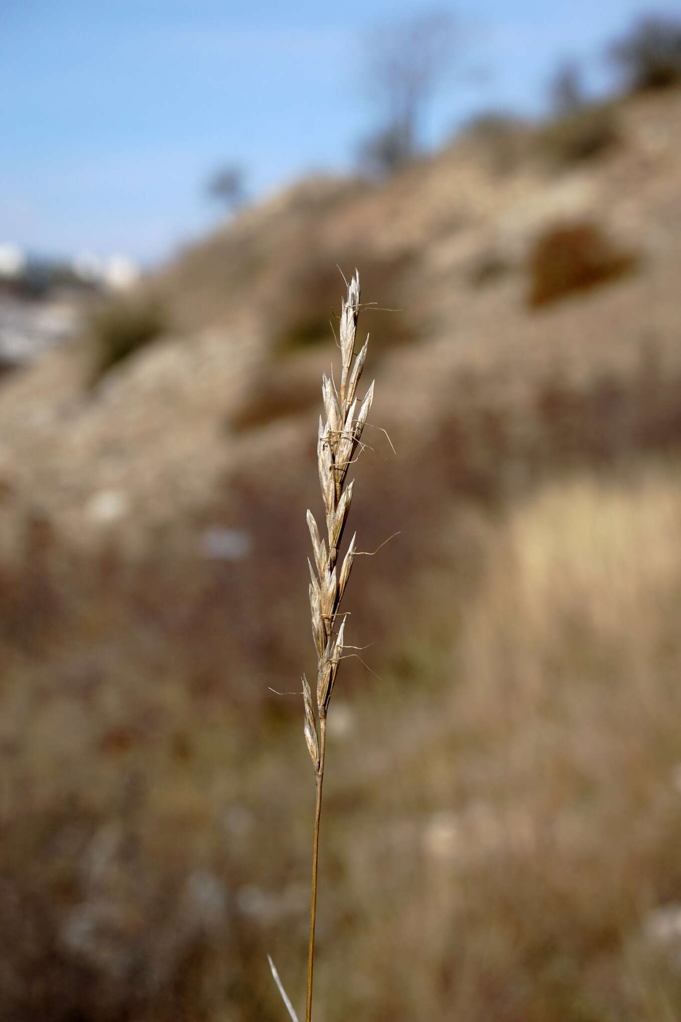 Image of Ventenata macra (Steven ex M. Bieb.) Balansa ex Boiss.