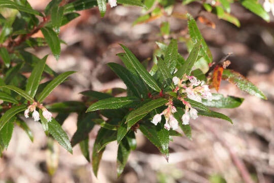 Image of Gaultheria hispida R. Br.