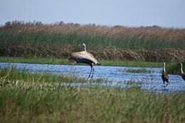 Image of Antigone canadensis canadensis (Linnaeus 1758)