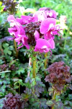 Image of Pedicularis punctata Decne.