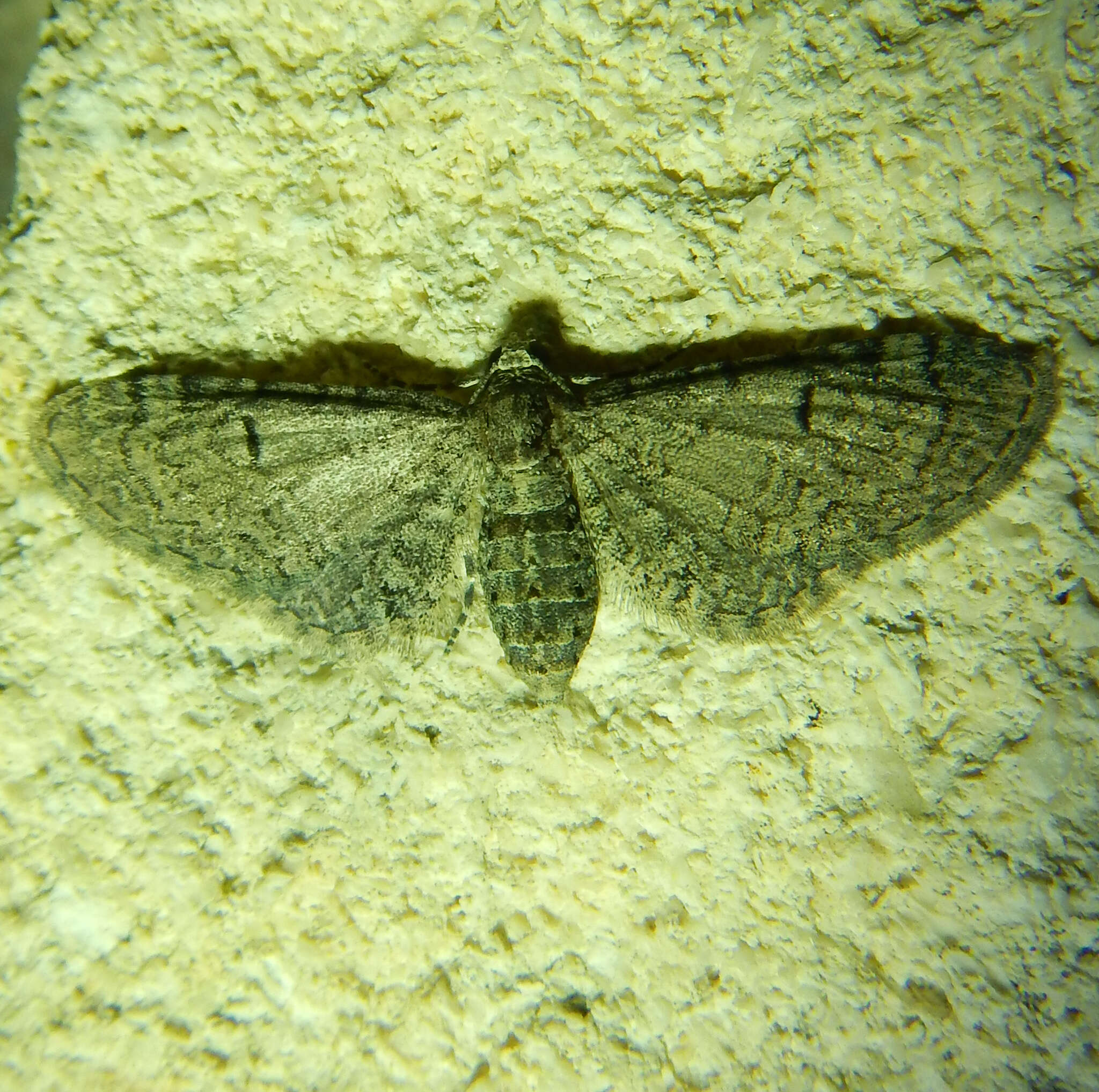 Image de Eupithecia ultimaria Boisduval 1840