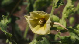 Image of Palmer's groundcherry