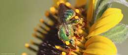 Image of Paragapostemon coelestinus (Westwood 1875)