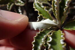 Image of Monro's Ragwort