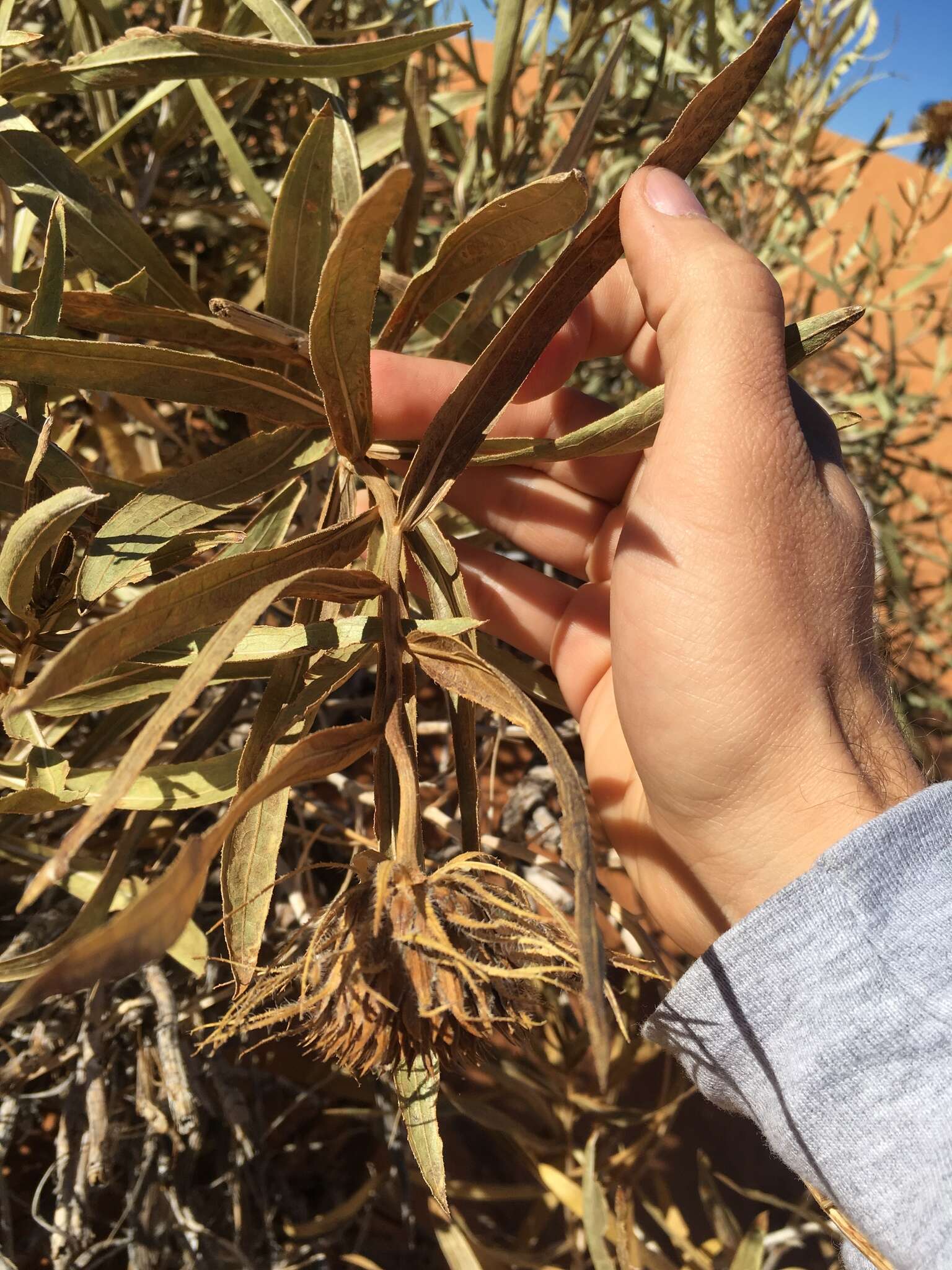 Image of badlands mule-ears