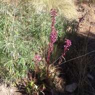 Image of Senecio callosus Sch. Bip.