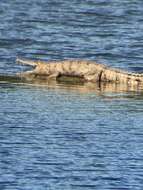 Image of Australian Freshwater Crocodile