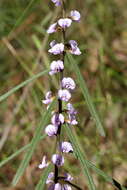 Hovea asperifolia I. Thomps.的圖片