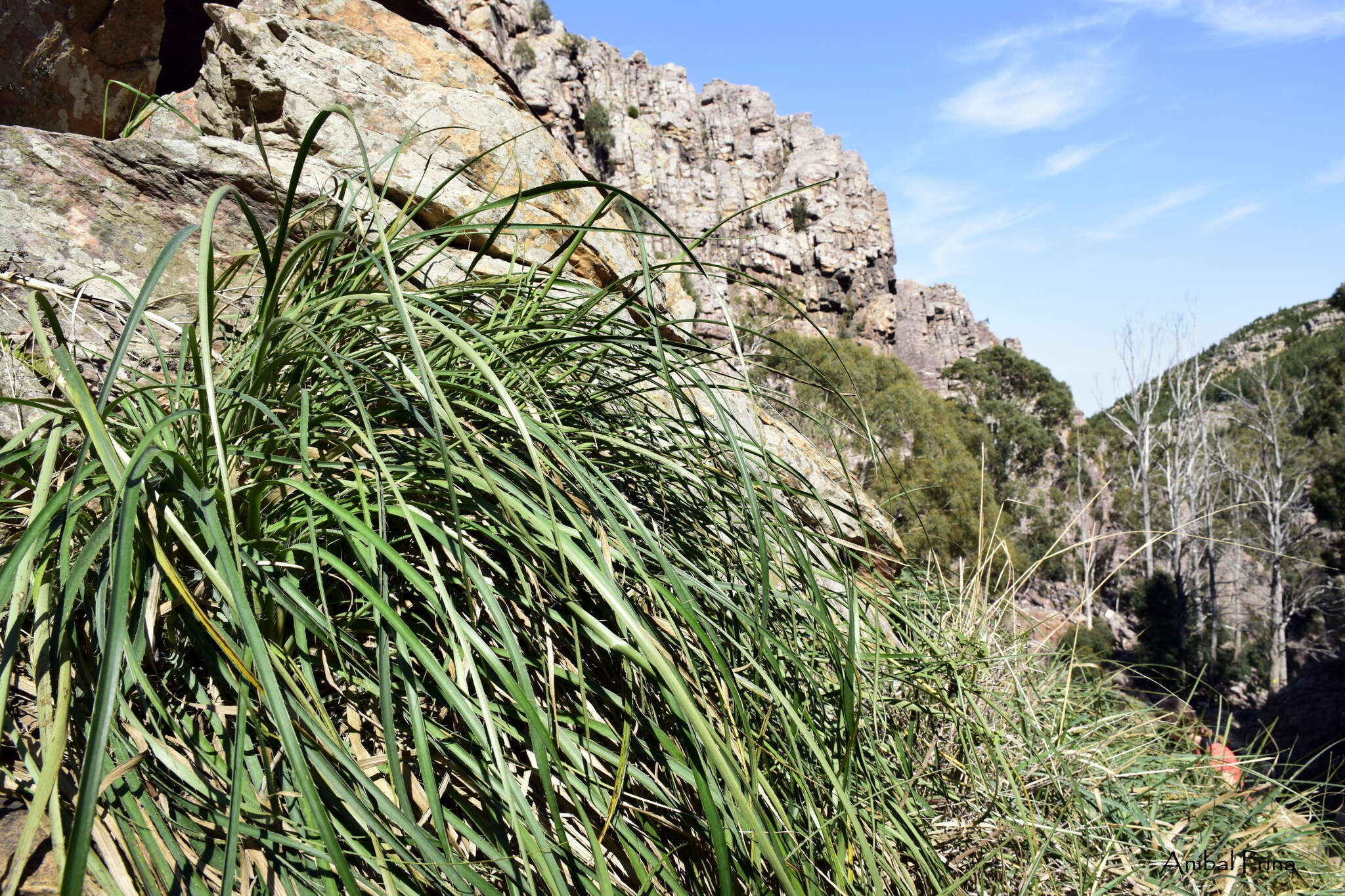 Image of Poa iridifolia Hauman