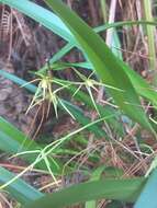 Image of Prosthechea rhynchophora (A. Rich. & Galeotti) W. E. Higgins