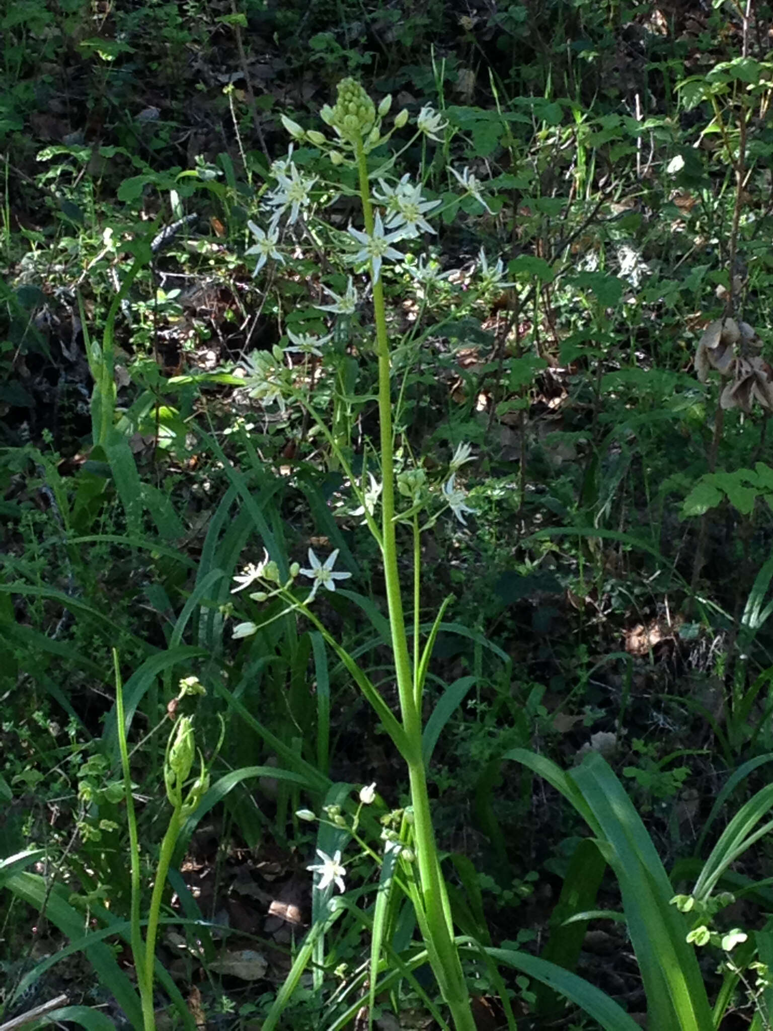 Image of common star lily