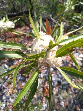 Vauquelinia corymbosa Correa ex Humb. & Bonpl.的圖片