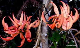 Image of Strongylodon madagascariensis Baker