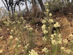 Image of Wild Rosemary