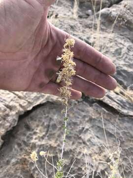 Imagem de Brickellia baccharidea A. Gray