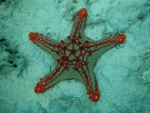 Image of African red knob sea star