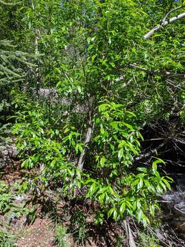 Слика од Salix arbusculoides Anderss.