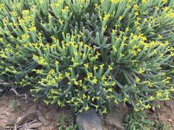 Euphorbia aphylla Brouss. ex Willd. resmi