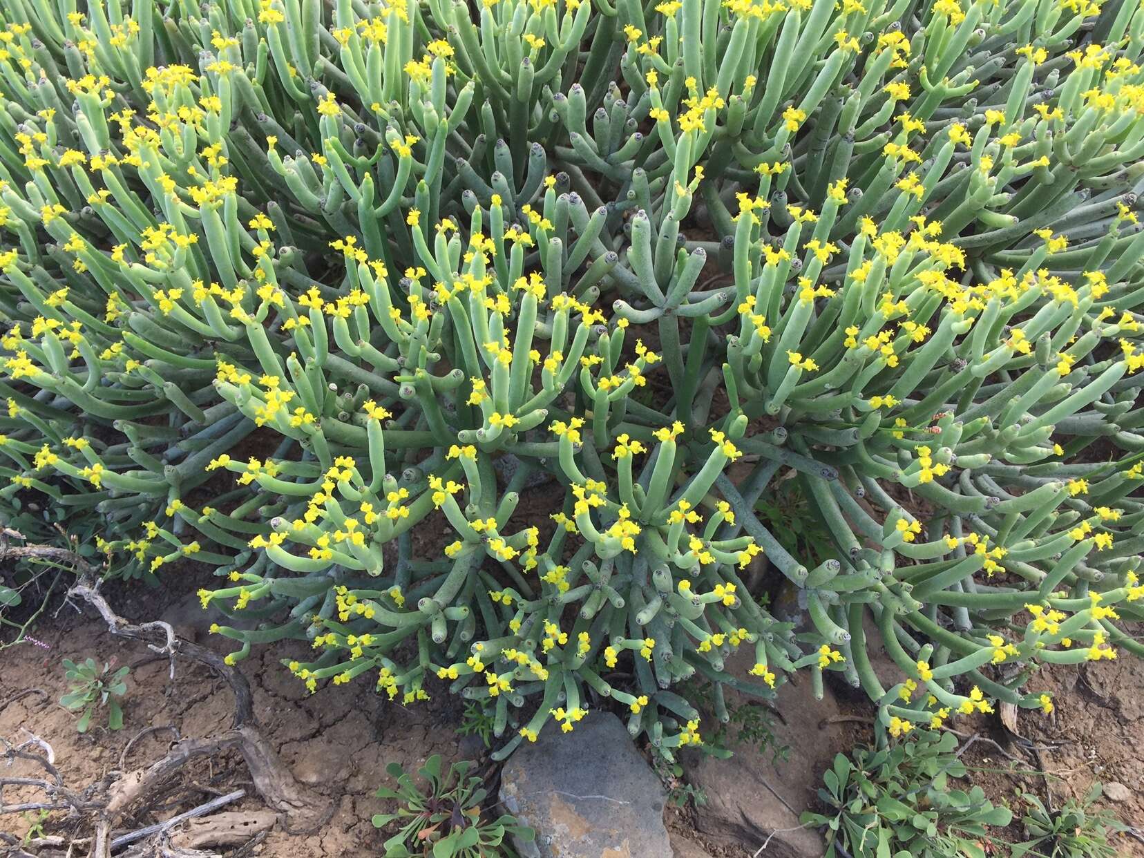 Слика од Euphorbia aphylla Brouss. ex Willd.