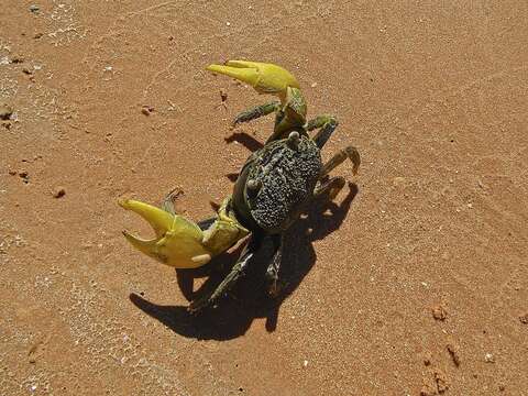 Image of Neosarmatium australiense Ragionieri, Fratini & Schubart 2012